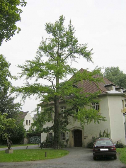 Bild 1 von Gingko am Haxthausenhof